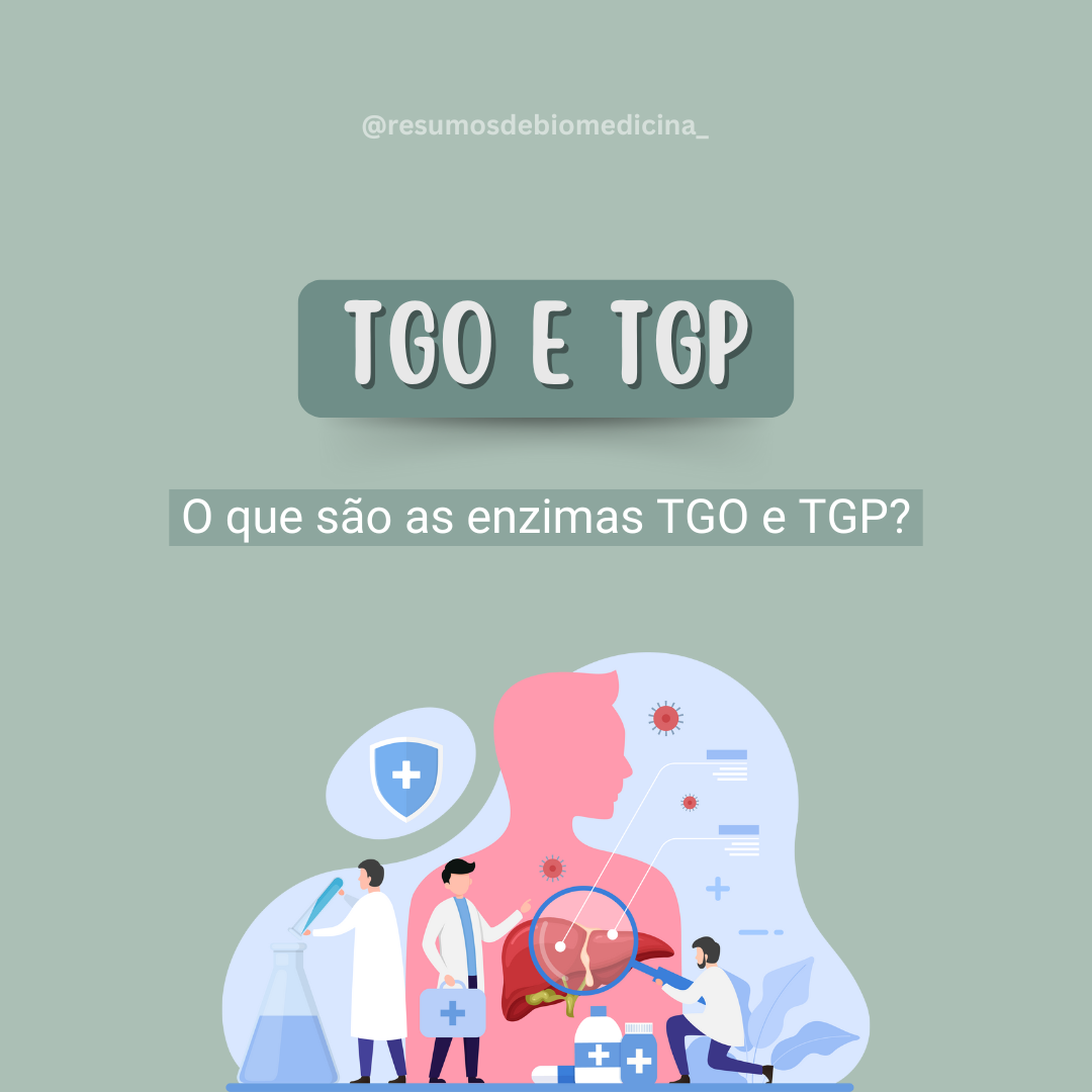 O que são as enzimas TGO e TGP?